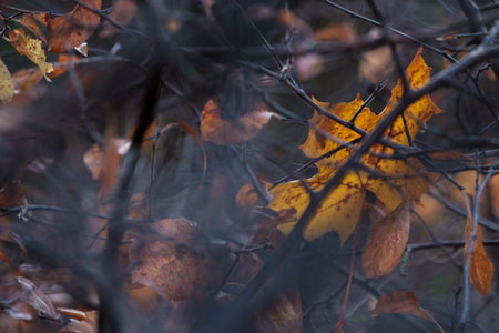 Experience the fleeting beauty of the season with the last yellow autumn leaf clinging to the branches. A poignant reminder of the golden charm of fall, captured in a serene, delicate moment.の写真素材