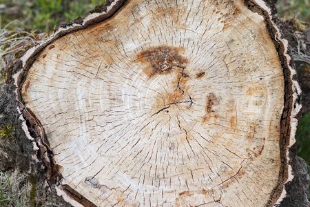 Old stump in the forest shows the texture of a treeの写真素材