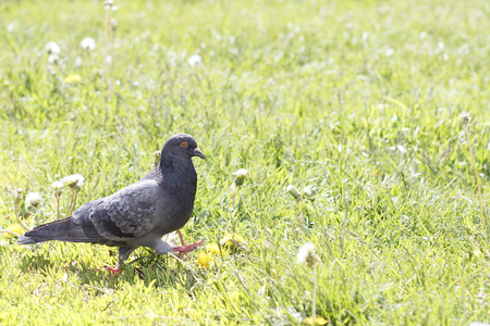 Pigeon bird walking on the grass with water on the background.の写真素材