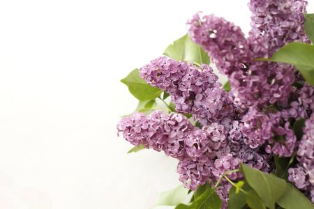 flowers lilac on a white backgroundの写真素材