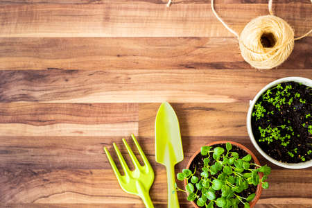 top composition of herbs and garden plantsの写真素材