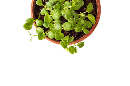 top composition of herbs and garden plantsの写真素材