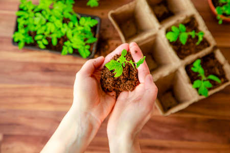 home garden, a man transplants a sprout into a pot