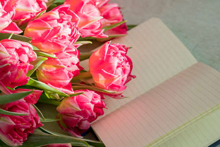 Pink tulips are lit by the sun, lie on an open notebook. Background for internet publishing and advertisingの写真素材