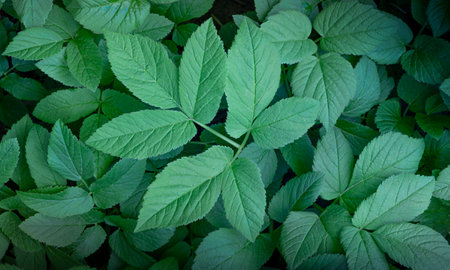 Beautiful texture for background from green leaves