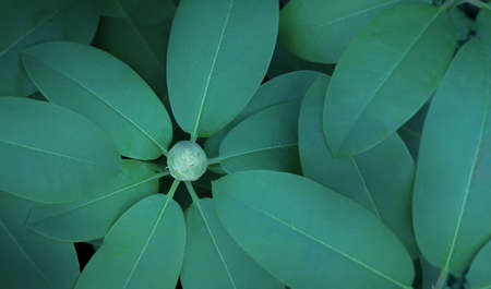Beautiful background of green leaves in one toneの写真素材