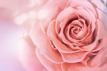 Very close-up of a pink rose on an abstract background. Cosmetology, spa, rose oil. Macro...