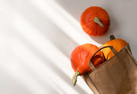 Three orange pumpkins in a shopping bag on the table. the suns rays fall on the table.の写真素材
