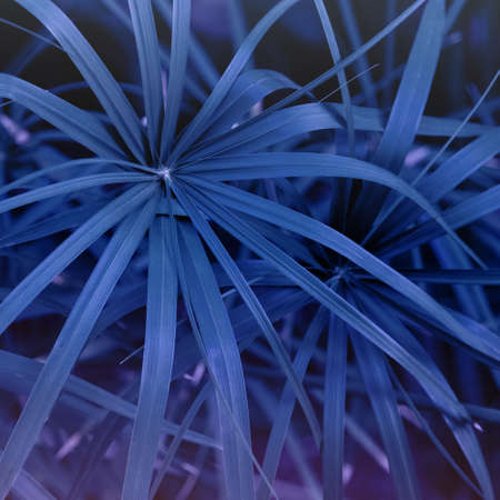 abstract square background in trendy Very Peri colors, with tropical leaves texture. Exotic plant pattern. Geometric neon modern design. Copy space for text, close-upの写真素材