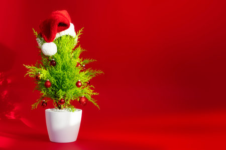 Small Christmas tree with decoration on red background in a santa hat copy spaceの写真素材