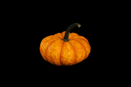 Isolated decorative small pumpkins of different varieties on a black backgroundの写真素材