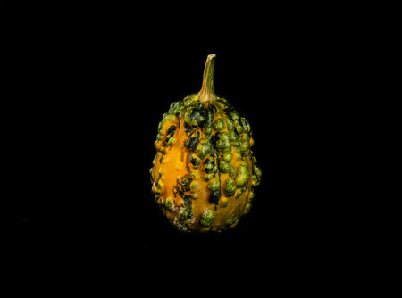 Isolated decorative, green small pumpkin, on a black background, cut out objectの写真素材