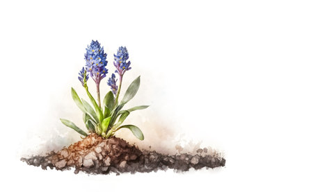 blue geacinth rose from the ground, flower bed. isolated object on white background, watercolor technique. Design for invitation, postcard, floral design. Cover, spring flowers. Generative AI Content,の素材