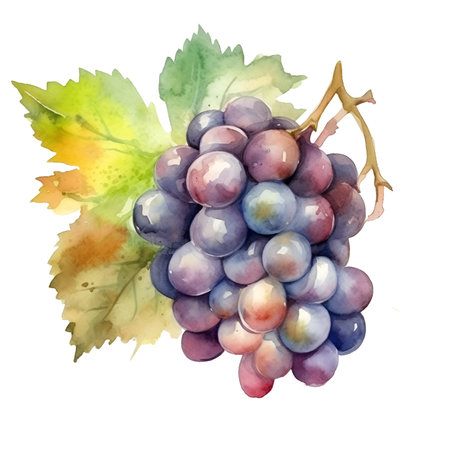 Hand drawn watercolor fruits isolated on white background of blue grapes, watercolor. sketch imageの素材
