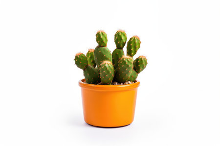 green small cactus in a pot isolated on a white backgroundの素材