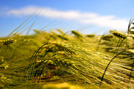 ears of cornの写真素材