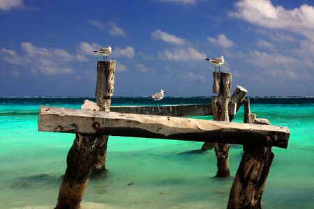Three seagulls on an old pier structureの写真素材