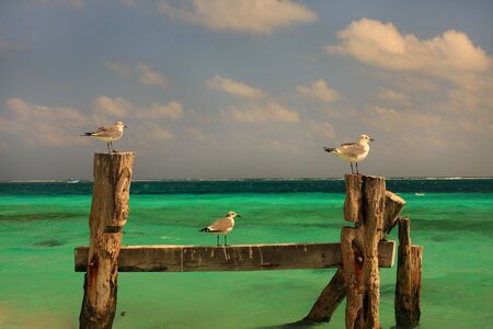 Three seagulls on an old pier structureの写真素材