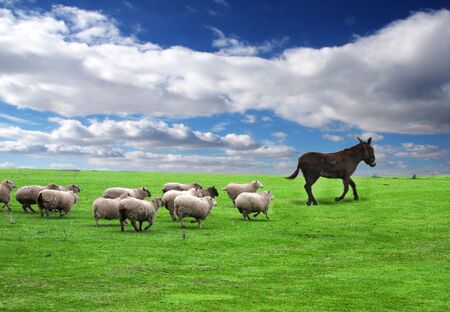 A group of sheep following the leaderの写真素材