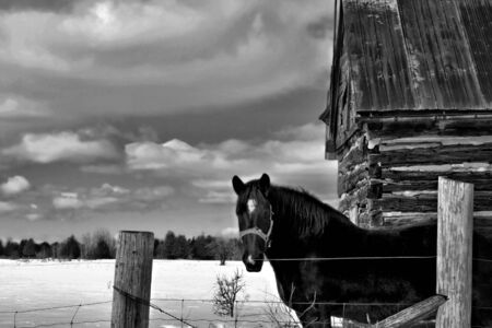Proud work horse standing by an old log cabin.の写真素材