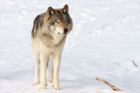 Front view of a standing wolf in the snowの写真素材