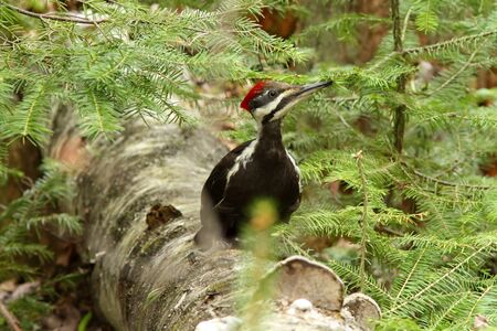 Pileated woodpecker (Dryocopus pileatus) in natural suroundingsの写真素材