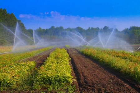 Water sprinkler system working on a nursery farm の写真素材