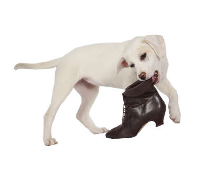 Lab puppy playing with bootの写真素材