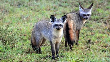 A pair of Bat Eared Foxes. Serengeti National Park, Tanzaniaの写真素材