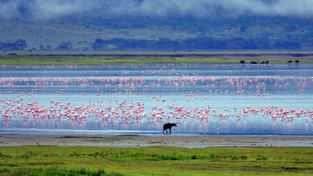 Hyena and flamingos. Ngorongoro Crater, Tanzaniaの写真素材