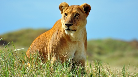 Lioness on the prowl. Serengeti National Park, Tanzaniaの写真素材