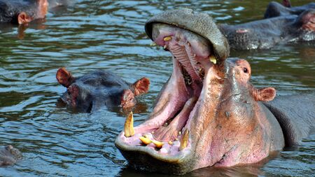Hippo's gigantic open mouth. Serengeti National Park, Tanzaniaの写真素材