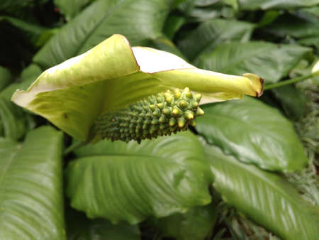 Spathiphyllum Flower Is Peace Lily, Jakarta, Indonesia - 2020. Fresh flower, beautiful flower