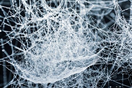 Morning dew on sprider webの写真素材
