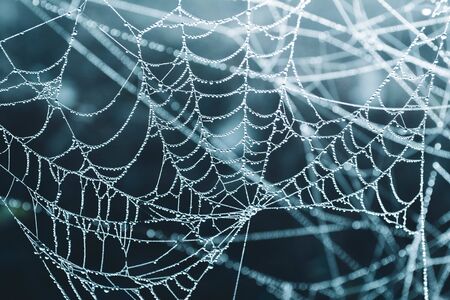 Morning dew on a spider webの写真素材