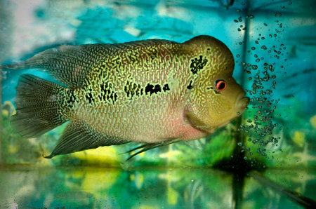 Fresh water fishの写真素材