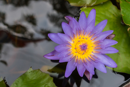 Purple lotus in a pond backgroundの写真素材