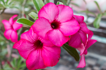 Adenium obesum, Desert Rose, Impala Lily, Mock Azalea backgroundの写真素材