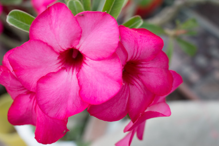 Adenium obesum, Desert Rose, Impala Lily, Mock Azalea backgroundの写真素材