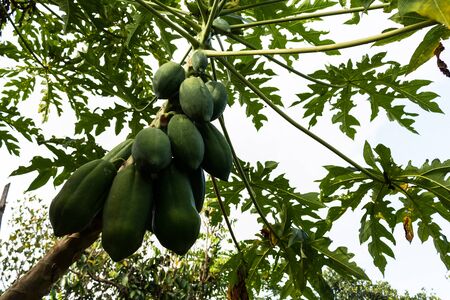 Green papaya tree fullの写真素材