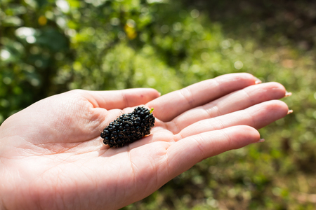 The Mulberry Ripe dark purple placed on the hand.の写真素材