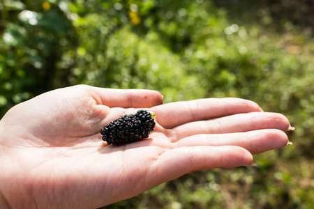 The Mulberry Ripe dark purple placed on the hand.の写真素材