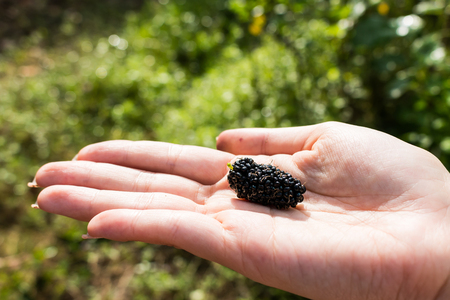 The Mulberry Ripe dark purple placed on the hand.の写真素材