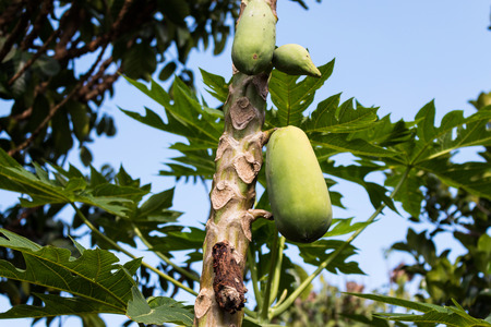 Nearly ripe fruit rot on the Lok Ma papaya.の写真素材