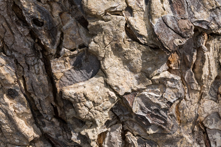 Bark pattern texture backgroundの写真素材