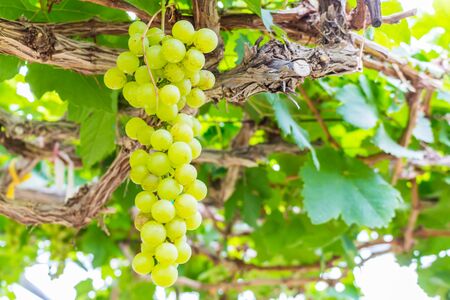 Green grapes for making  wineの写真素材