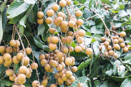 Longan orchards -Tropical fruits longan for backgroundの写真素材