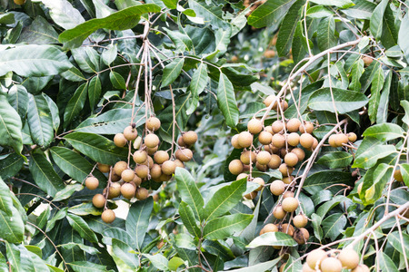 Longan orchards -Tropical fruits longan for background