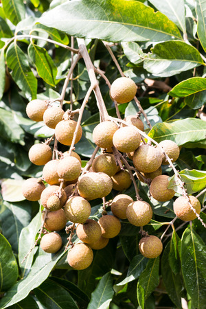 Longan orchards -Tropical fruits longan for backgroundの写真素材