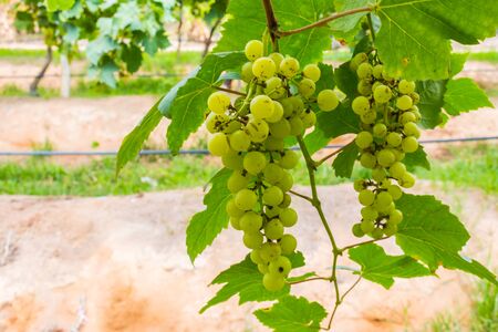 Green grapes for making  wineの写真素材